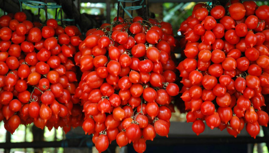 Il pomodoro del Piennolo: Un’antica tradizione dell’agricoltura campana