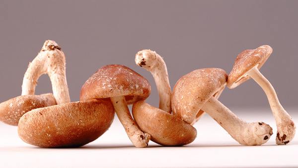 pizza funghi shiitale manuno brescia
